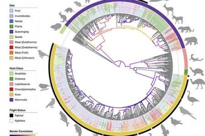 The Birds and the Bats: Evolving to Fly May Have Had Big Effect on Gut Microbiome