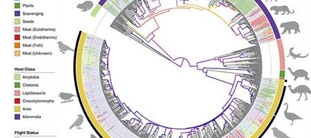 The Birds and the Bats: Evolving to Fly May Have Had Big Effect on Gut Microbiome