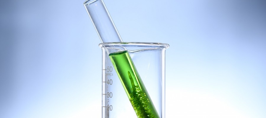 Algae shown to improve gastrointestinal health
