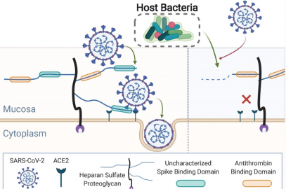 Human microbiome trims mucosal glycans, influencing SARS-CoV-2 infection