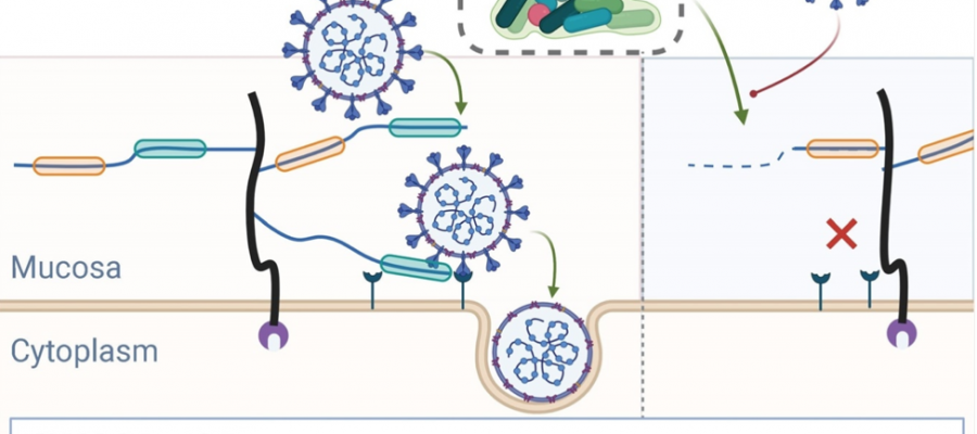 Human microbiome trims mucosal glycans, influencing SARS-CoV-2 infection