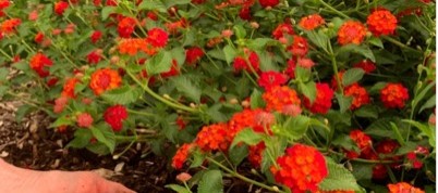 ‘Crisis gardening’ is green therapy | The Real Dirt