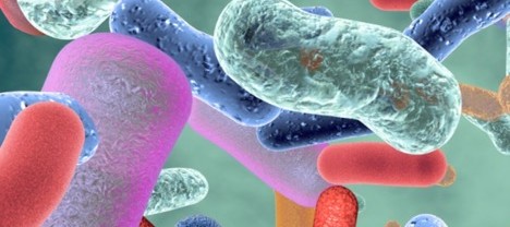 Study Reveals Connection Between Gut Bacteria and Vitamin D Levels
