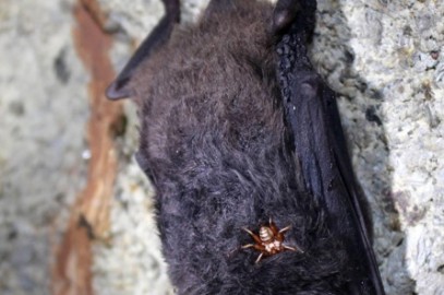 Blood-Sucking Bugs Find Bats To Bite Thanks to Bacteria