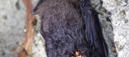 Blood-Sucking Bugs Find Bats To Bite Thanks to Bacteria